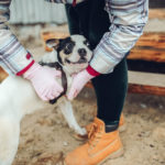 How should a dog harness fit?
