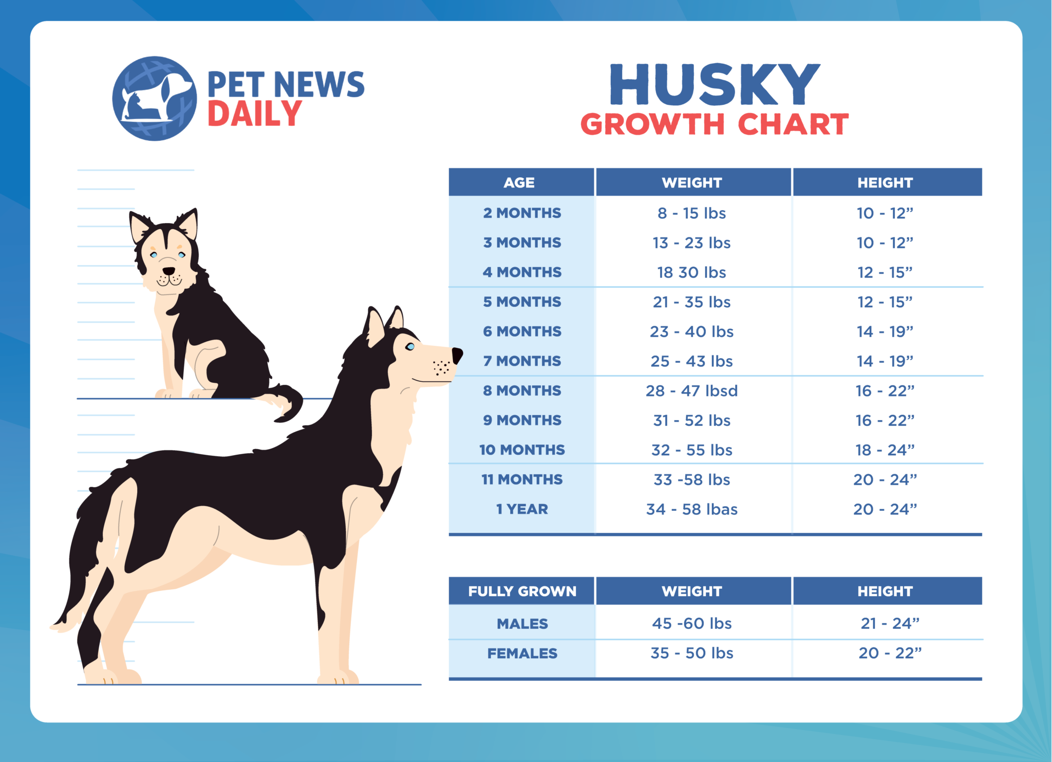 Husky Growth Chart How Big Will Your Husky Get? Pet News Daily