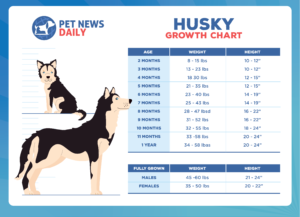 Husky growth chart