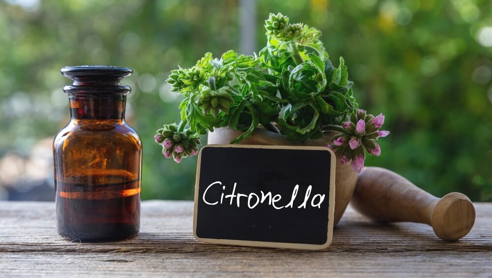 Is citronella safe for your dog?