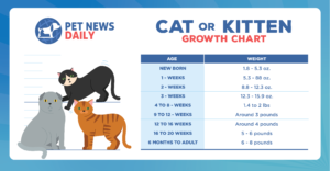 Kitten growth chart