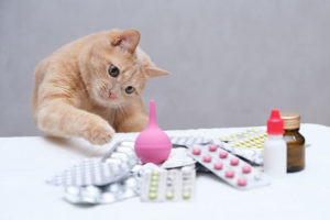 A picture of a cat near medications