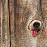 Picture of a dog sticking his face through an outdoor fence.