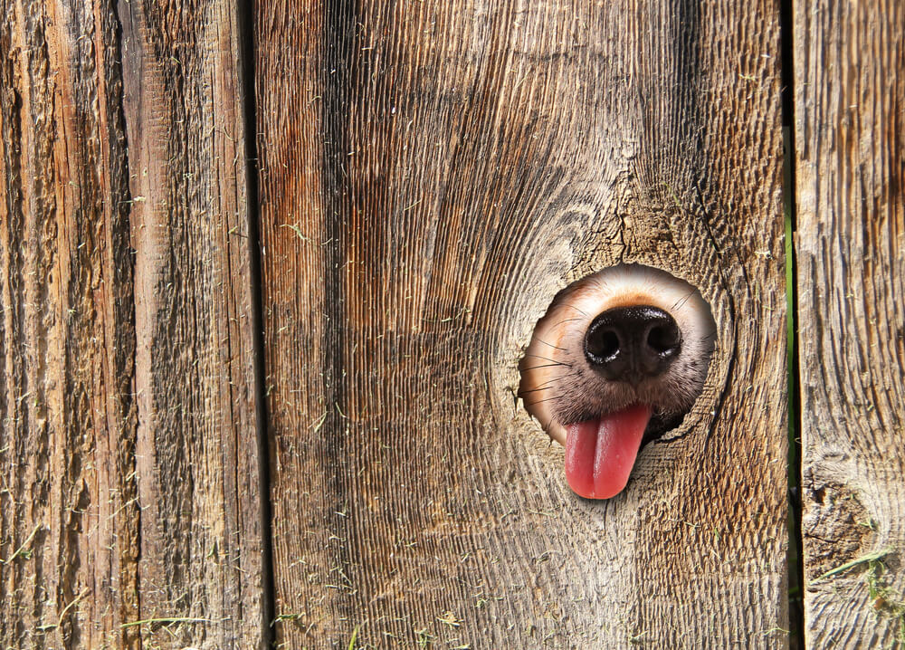 Picture of a dog sticking his face through an outdoor fence.