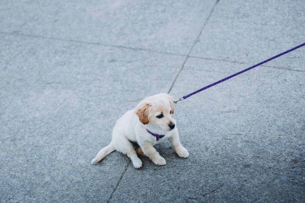 Picture of a puppy on a leash in a harness