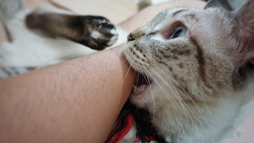 Why Does My Cat lick and bite me?