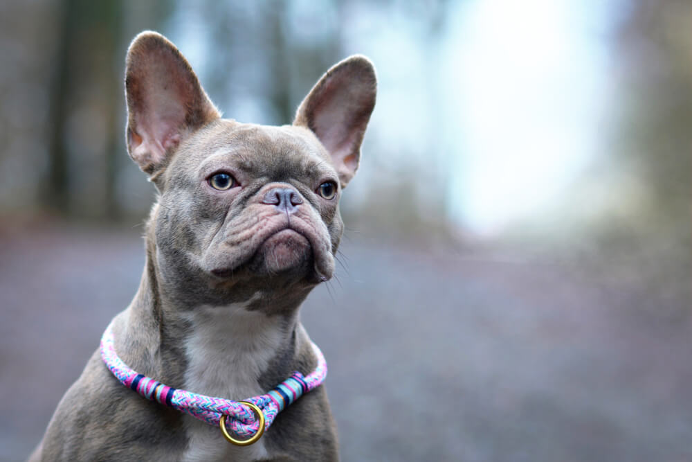 Cute dog collar