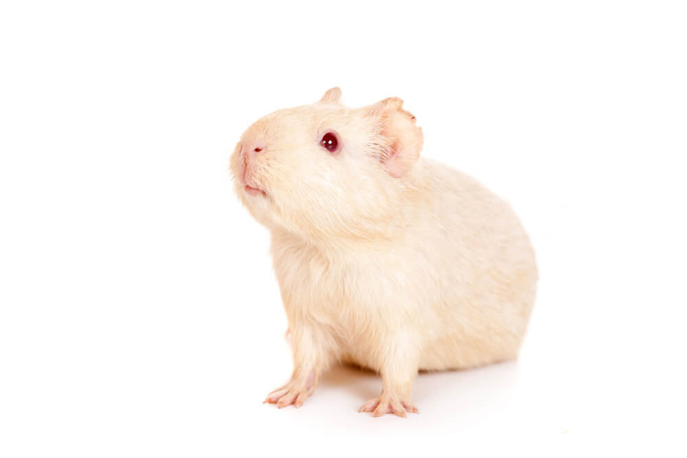 Image of an albino guinea pig