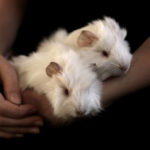 Albino guinea pigs