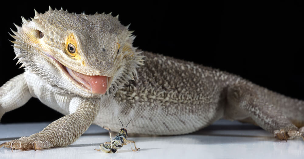 Picture of a bearded dragon eating an insect