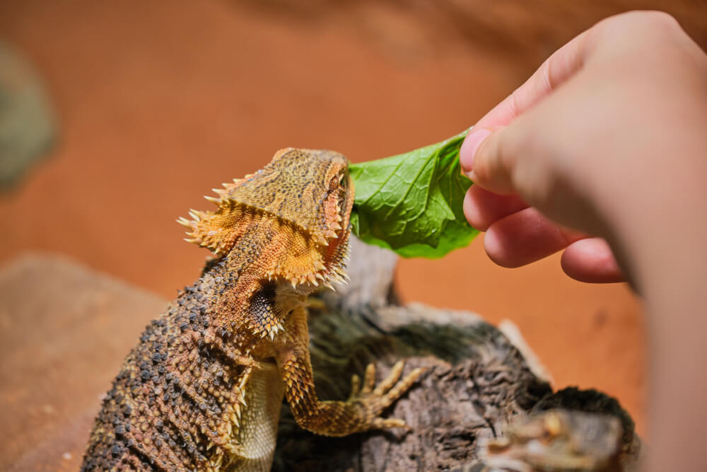 A picture of a bearded dragon eating lettuce, an alternative to spinach