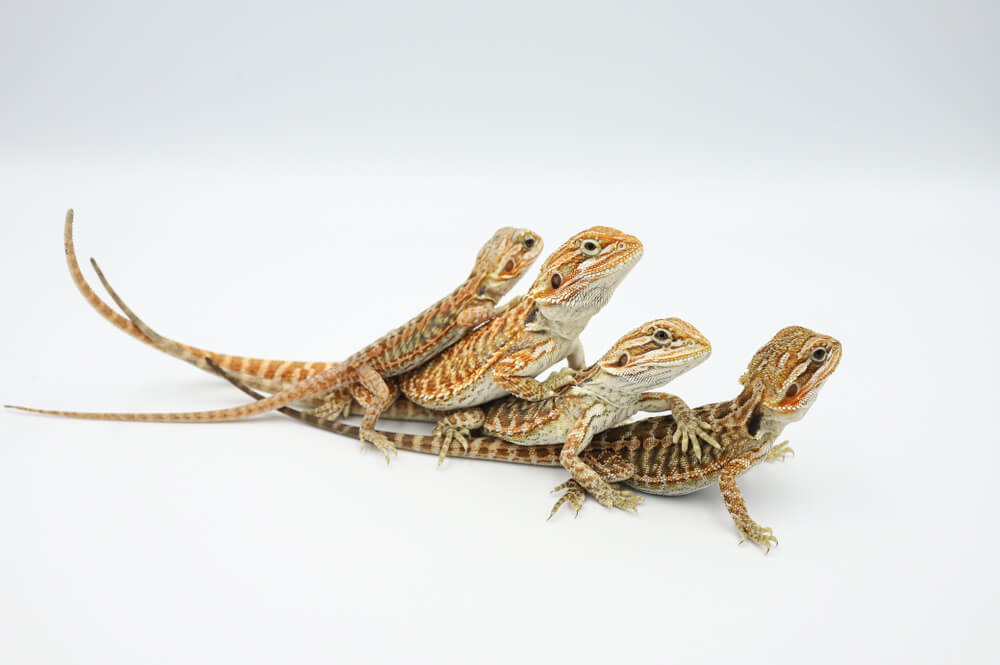 A picture of adult and baby bearded dragons