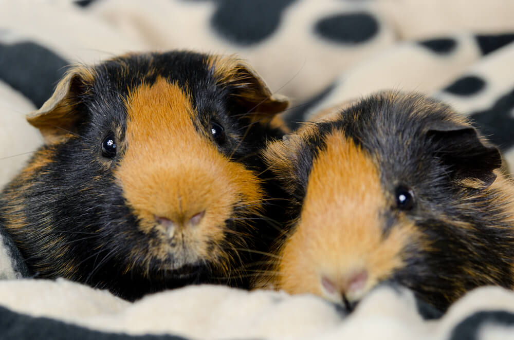 The best bedding for guinea pigs