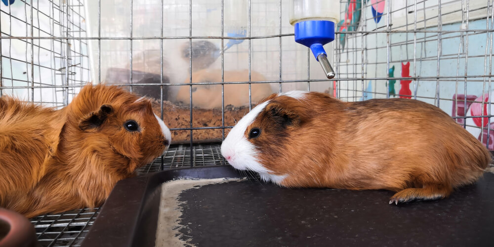 Best cages for 2 guinea pigs