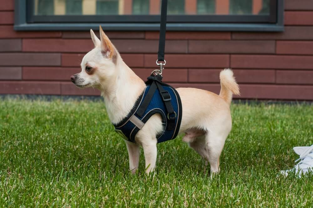 The best Chihuahua harness.