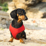 Picture of a dachshund in a harness.