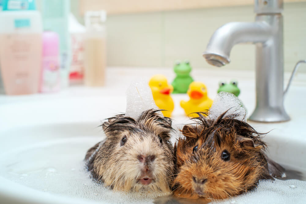 The best guinea pig shampoo