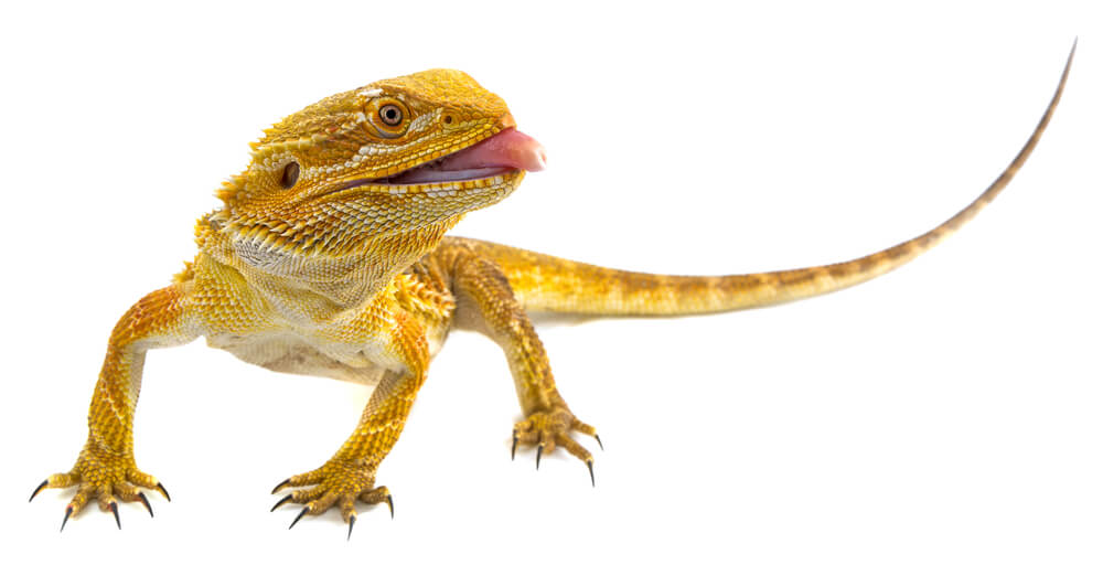 Can bearded dragons eat cucumbers?