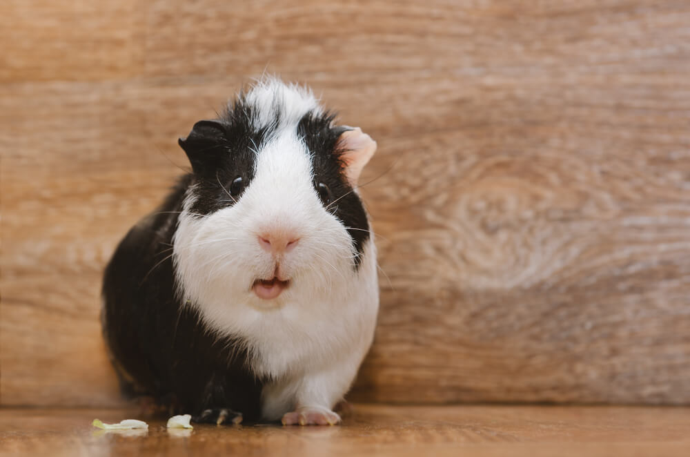Can Guinea Pigs eat avocados?