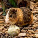 Can guinea pigs eat onions?