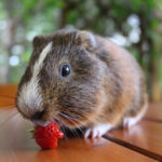 Can Guinea Pigs eat strawberries?