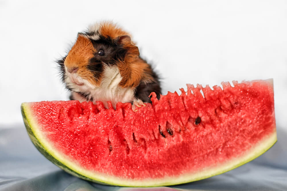 Can guinea pigs eat watermelon?