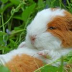 Do guinea pigs sleep with their eyes open?