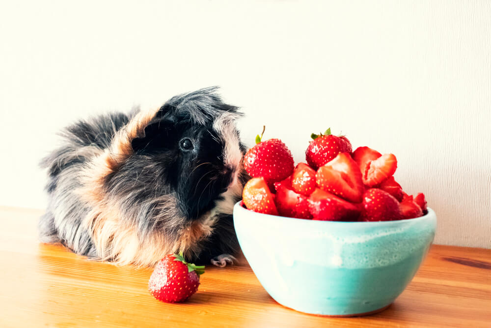 A picture of a Guinea Pig eating strawberries.