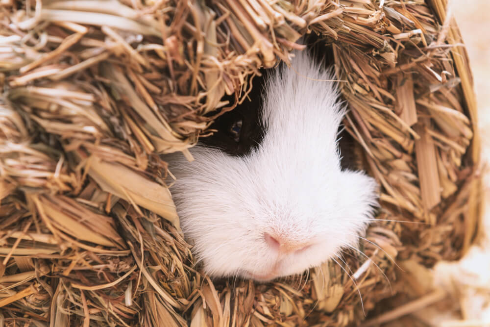 Picture of a guinea pig in a hay house