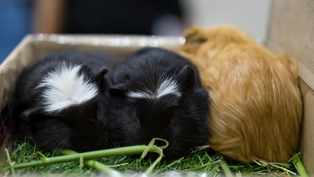 Picture of guinea pigs sleeping