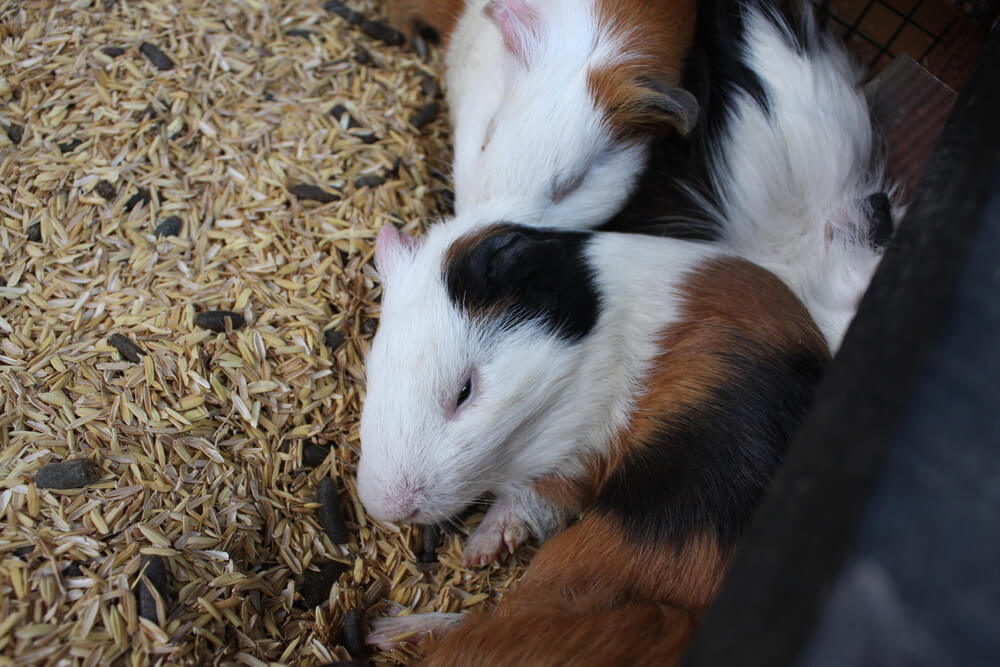 Picture of two different guinea pigs sleeping
