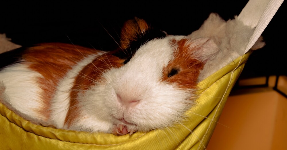 A picture of a guinea pig in a hammock