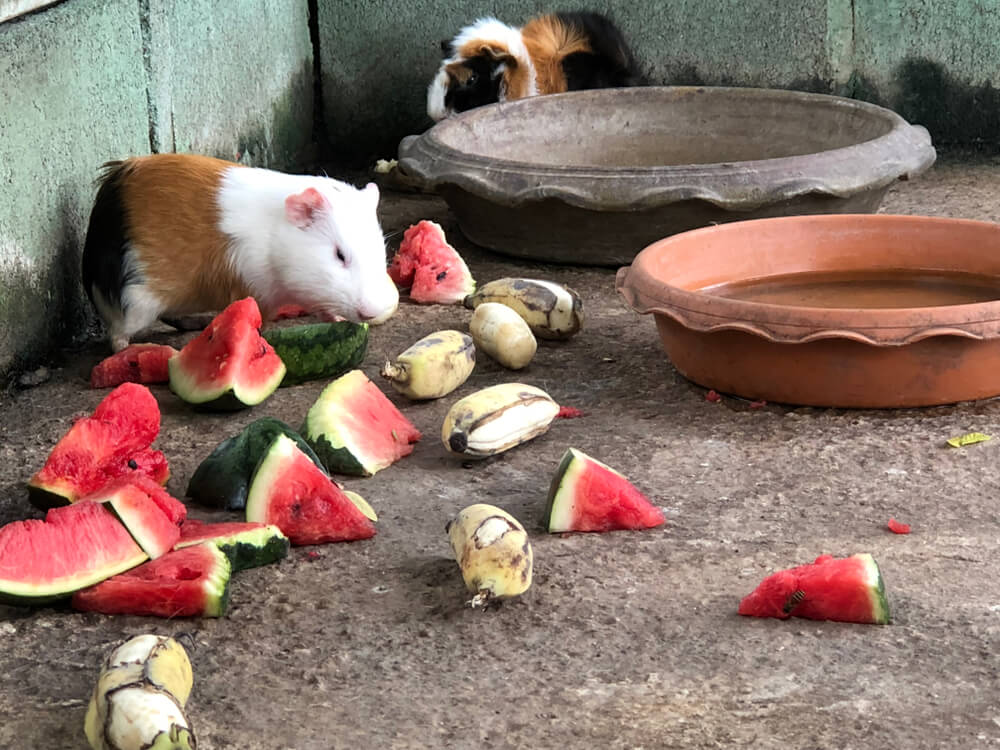 Picture of a guinea pig eating watermelon