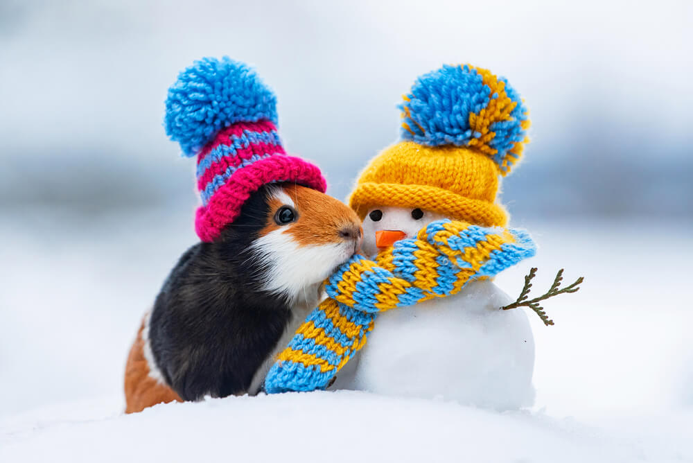 Picture of a guinea pig in winter.