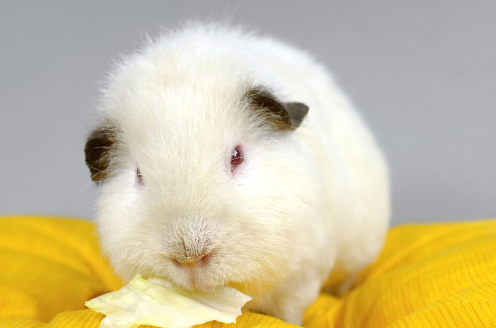 Himalayan guinea pig eating lettuce