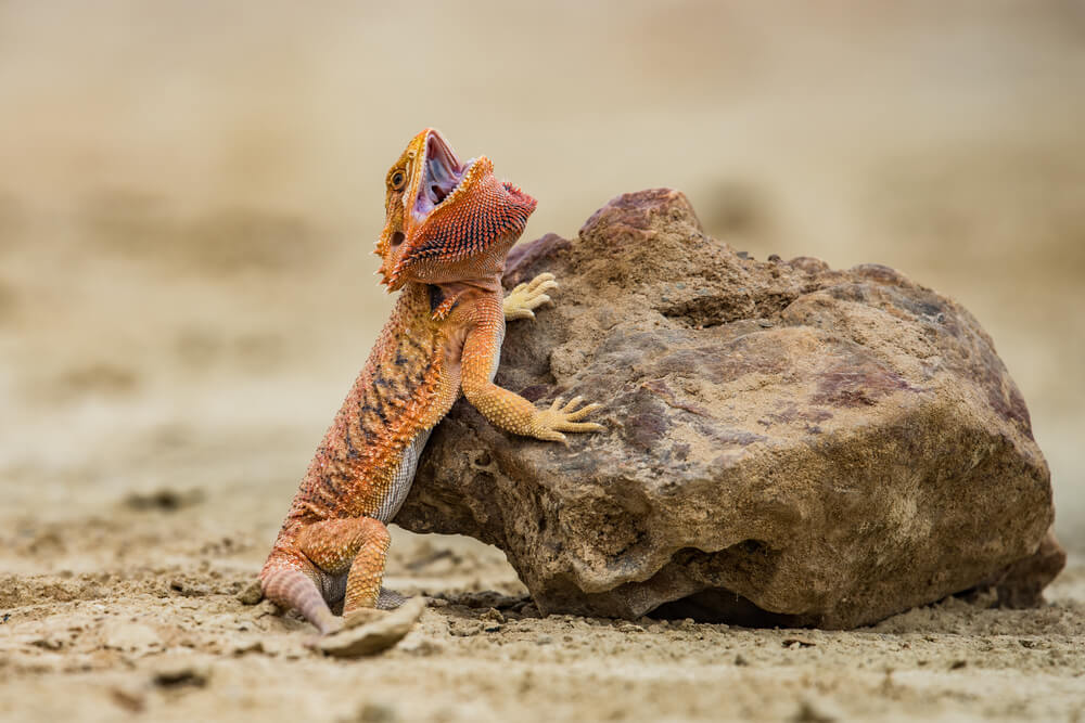 Picture of a bearded dragon with its mouth open