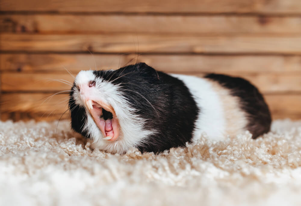 Picture of a guinea pig yawning