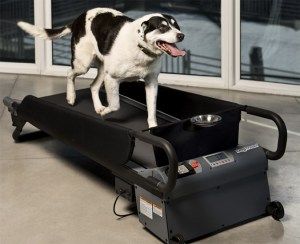 Medium DogTread® Canine Treadmill